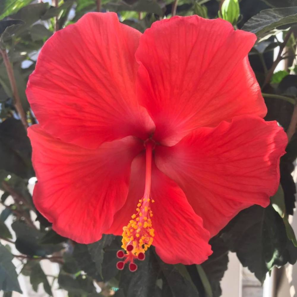 Meet your Posher, Linda